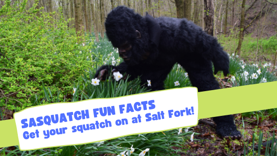 Sasquatch Fun Facts: Get Your Squatch on at Salt Fork!